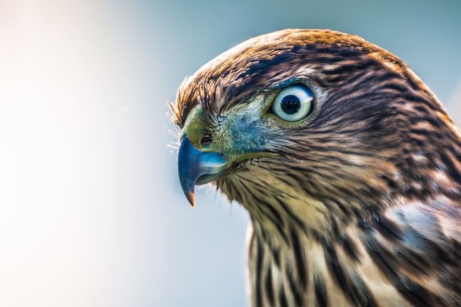 What Does It Mean When A Hawk Visits You (That You Don’t)? 