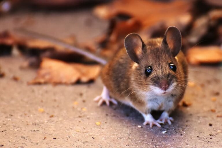 Seeing A Rat In The Daytime