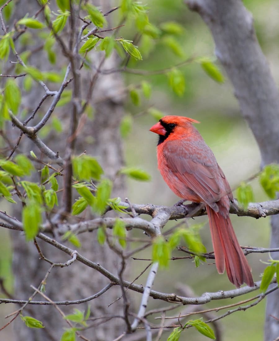 11 Meanings of Red Cardinal at Window (Spiritual Warnings)