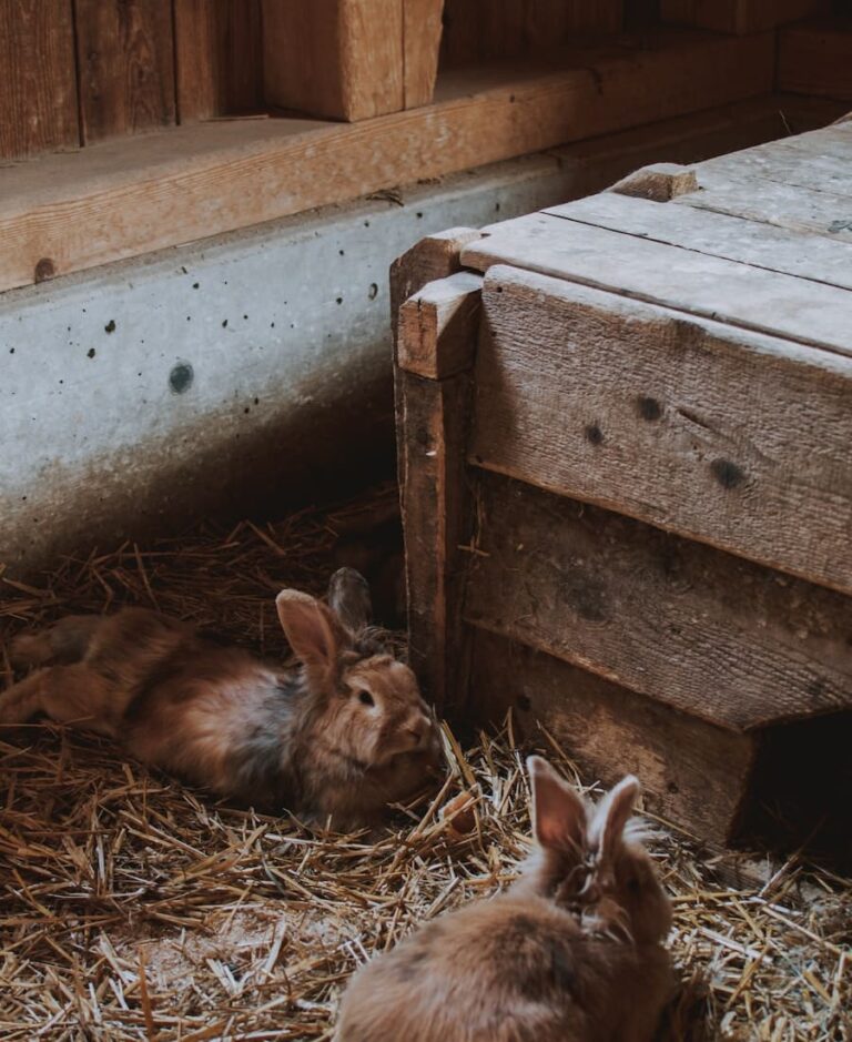 Seeing 2 Rabbits: 9 Spiritual Meanings for 2026 (Answered)