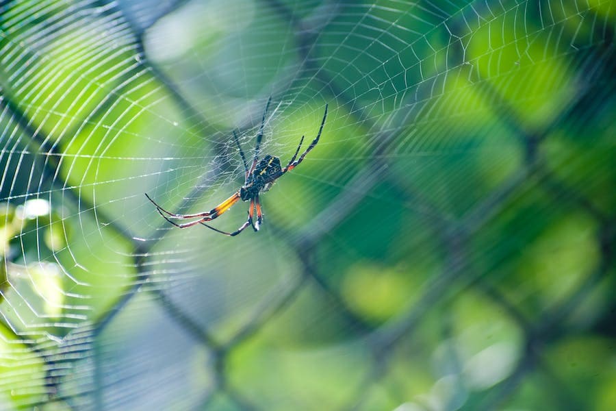 Spiritual Meaning of Spiders in The House: Good or Bad?