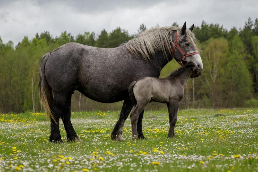 Spiritual meaning of a colt 