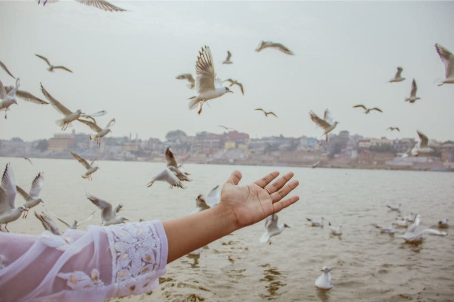 11 Spiritual Meanings of Birds Flying In Front Of You