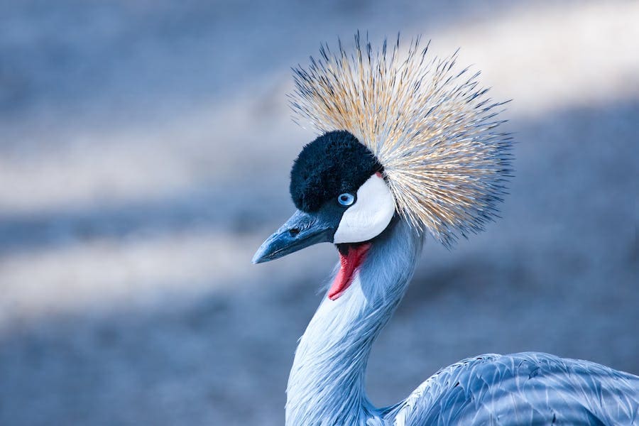 11 Spiritual Meanings of Crane Crossing Your Path 