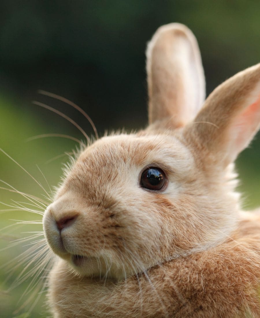 9 Spiritual Meanings Of Dead Rabbit