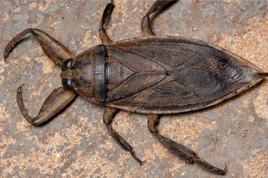 Water Bug Spiritual Meaning: 7 Reasons to Like Them