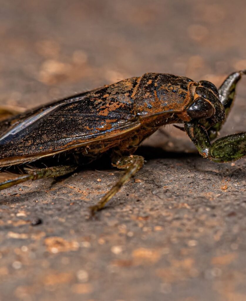 Water Bug Spiritual Meaning: 7 Reasons to Like Them